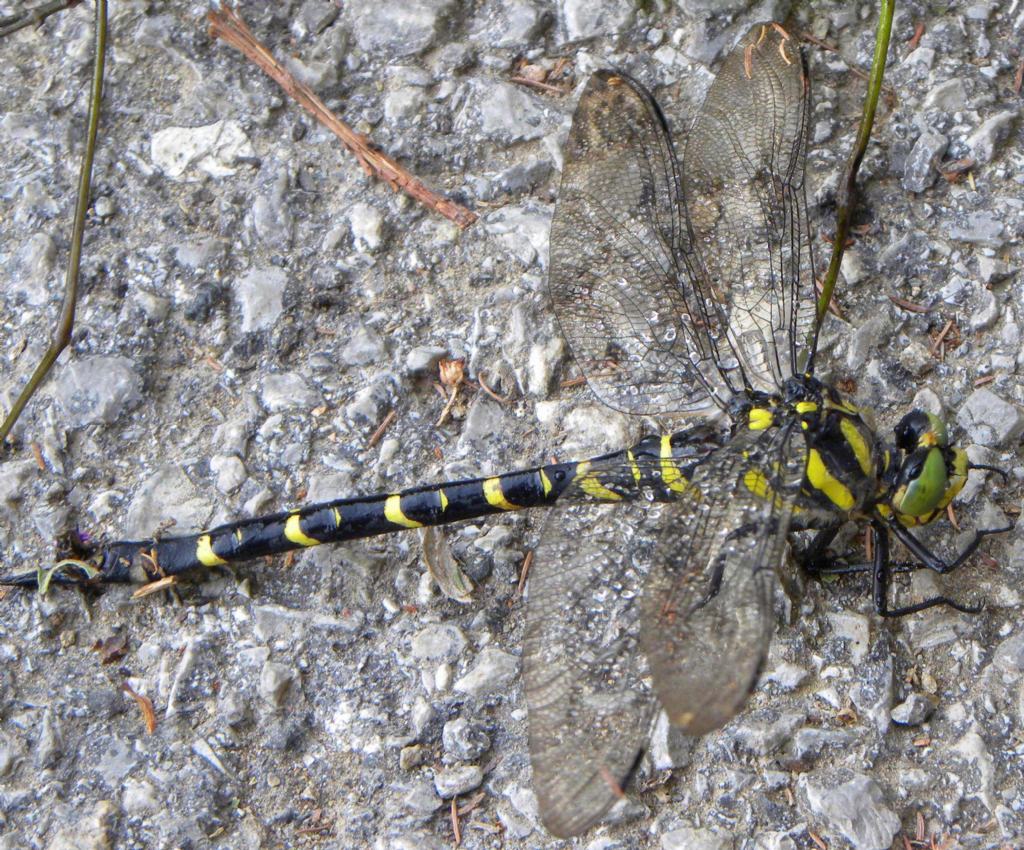 libellula da identificare